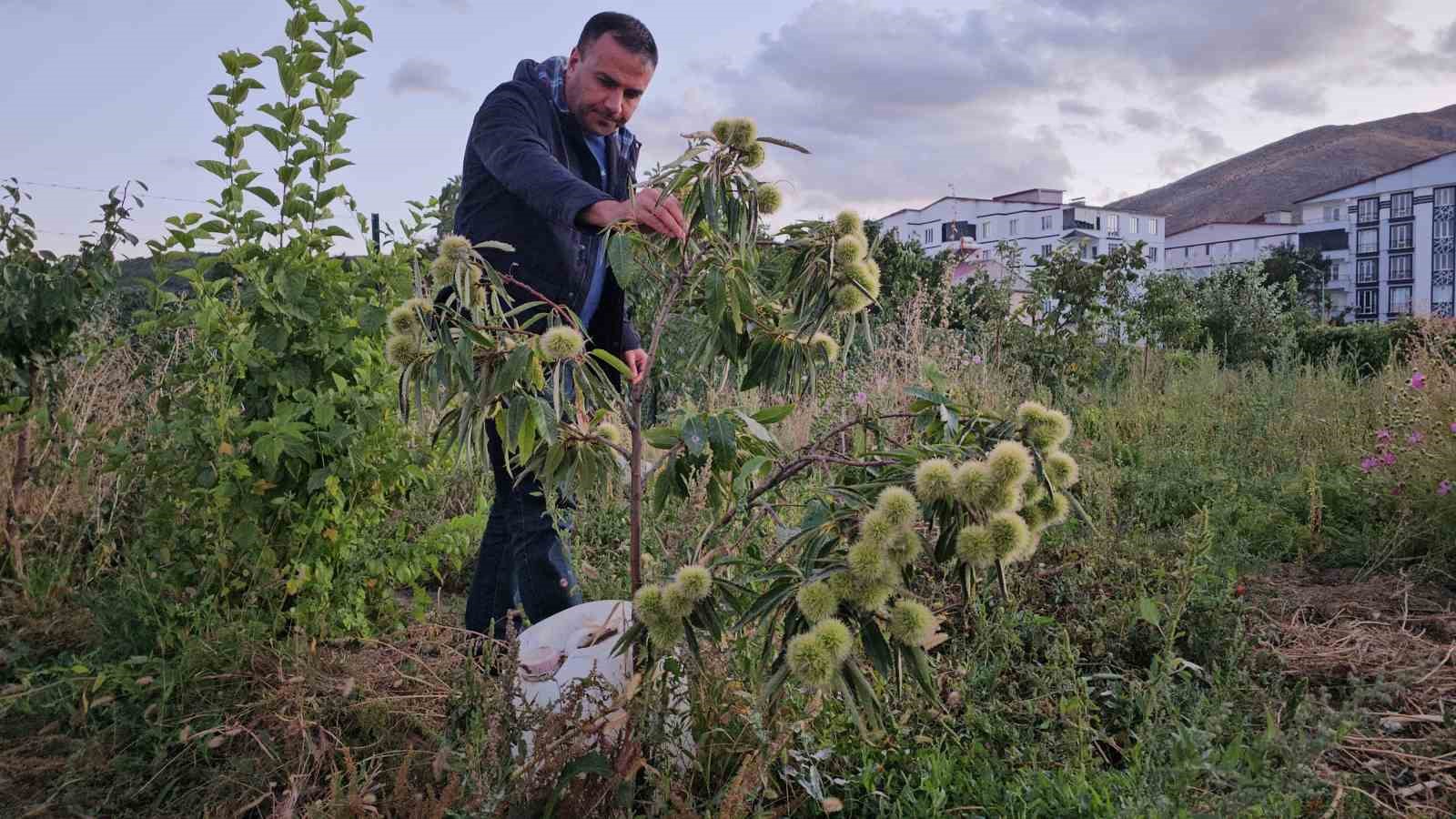 dogunun-sogugunda-sicak-iklim-meyveleri-yetistirdi