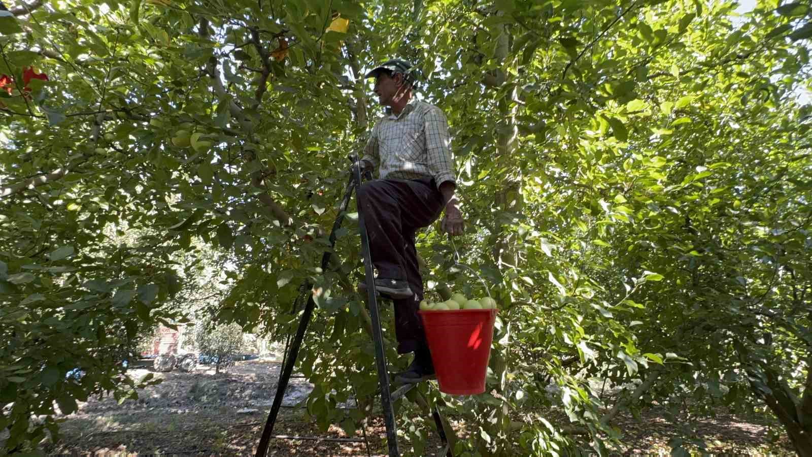 elma-diyari-egirdirde-hasat-basladi-kuraklik-rekolteyi-vurdu