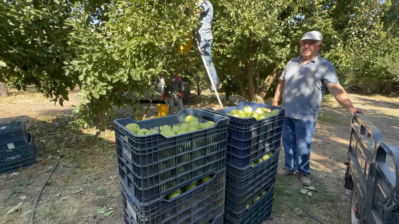 elma-diyari-egirdirde-hasat-basladi-kuraklik-rekolteyi-vurdu