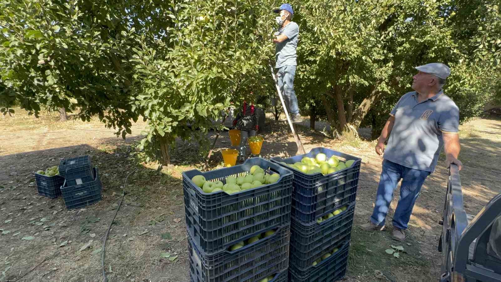 elma-diyari-egirdirde-hasat-basladi-kuraklik-rekolteyi-vurdu
