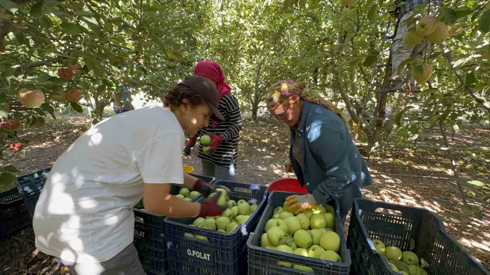 elma-diyari-egirdirde-hasat-basladi-kuraklik-rekolteyi-vurdu