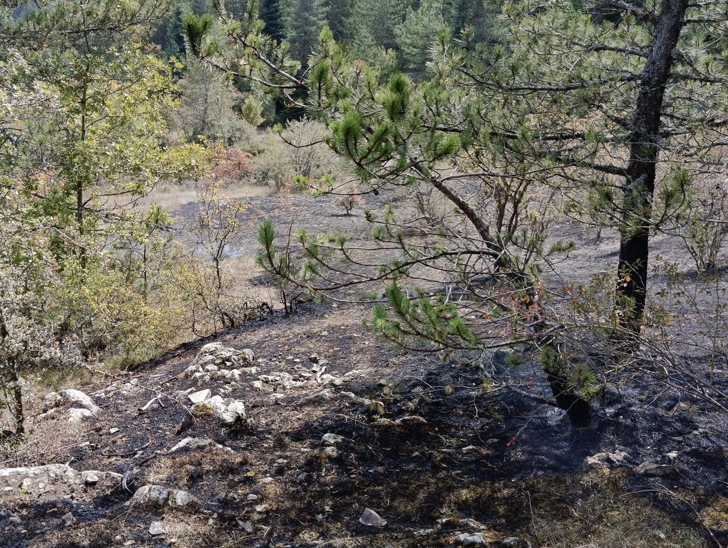 kastamonuda-ormanlik-alanda-cikan-yangin-ekiplerin-mudahalesiyle-sonduruldu