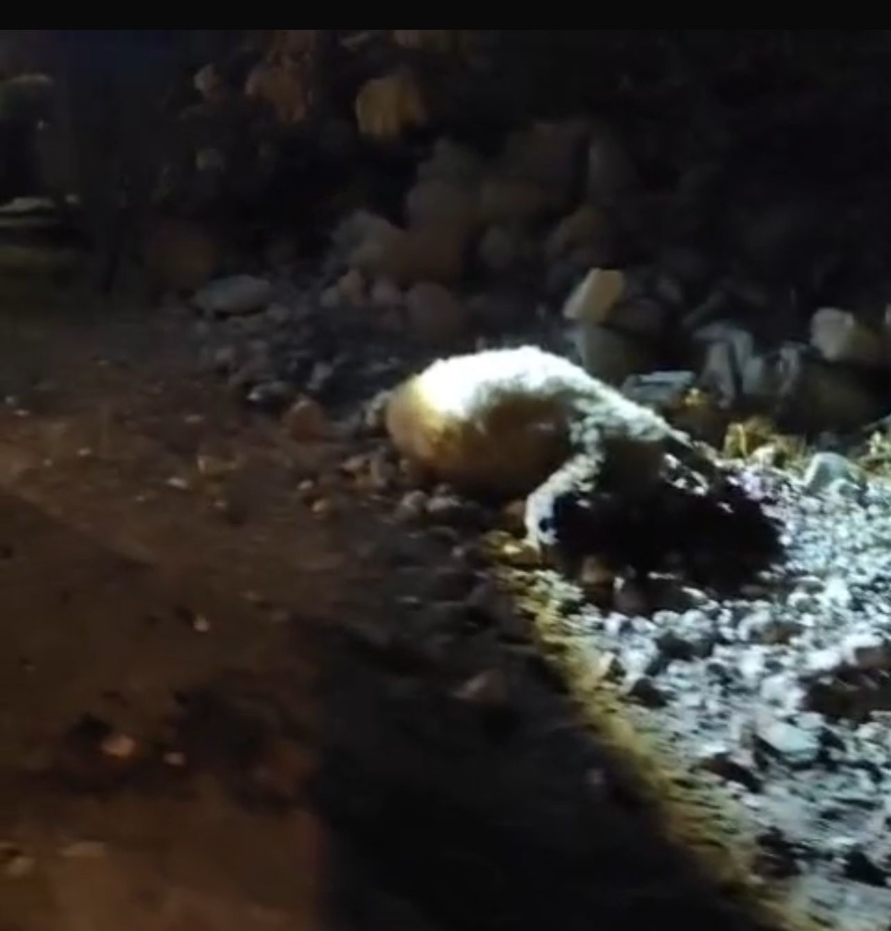 tirin-carptigi-13-kucukbas-hayvan-telef-oldu