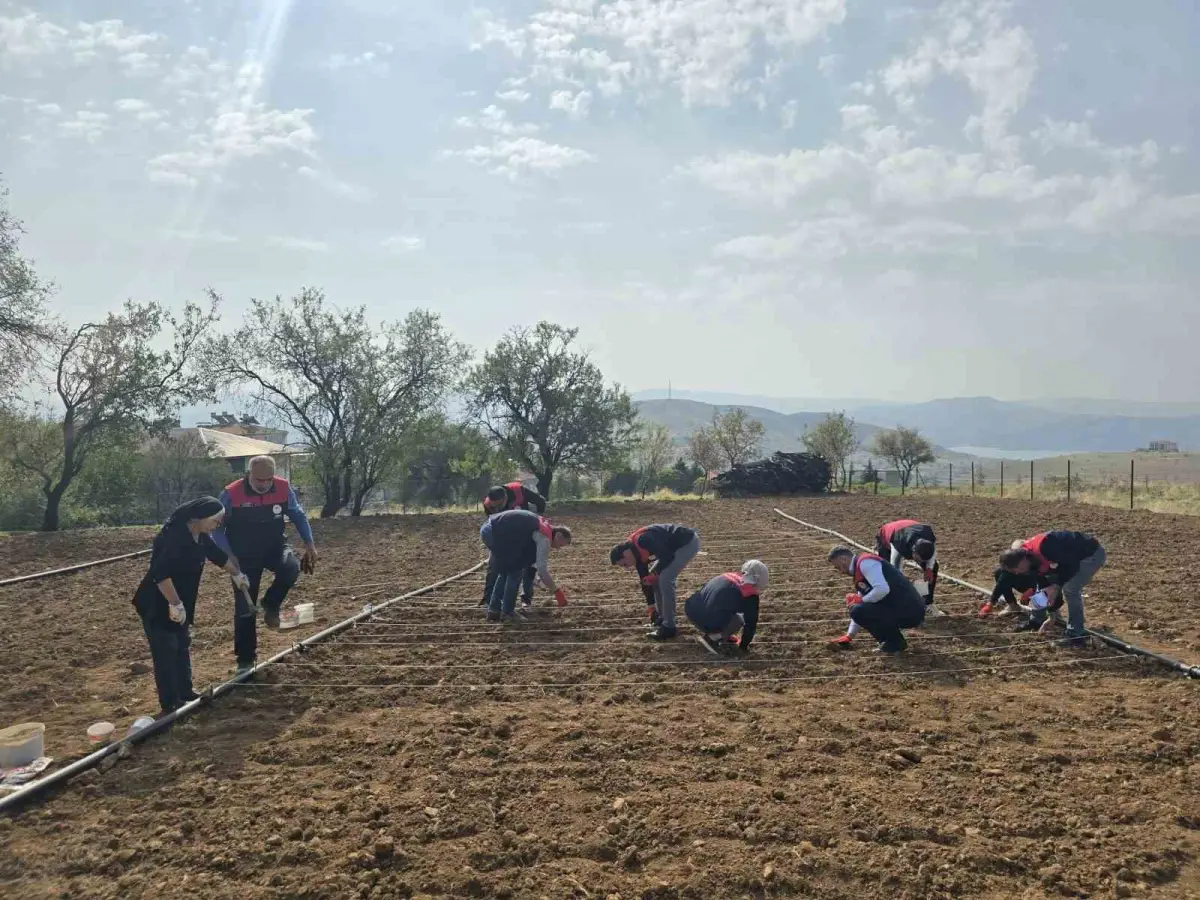 Tunceli'de 70 yaşındaki üreticinin sarımsak tarlasına tarım ekipleri el attı 4