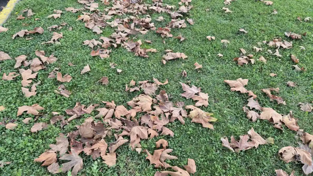 Tekirdağ'da dökülen yapraklar sonbaharın renklerini yansıttı 1