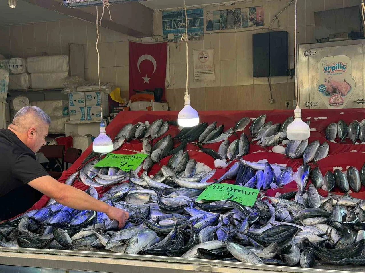 TÜRKELİ’DE PALAMUT BEREKETİ: FİYATI DÜŞTÜ, YÜZLER GÜLDÜ SİNOP’UN TÜRKELİ İLÇESİNDE BALIK...