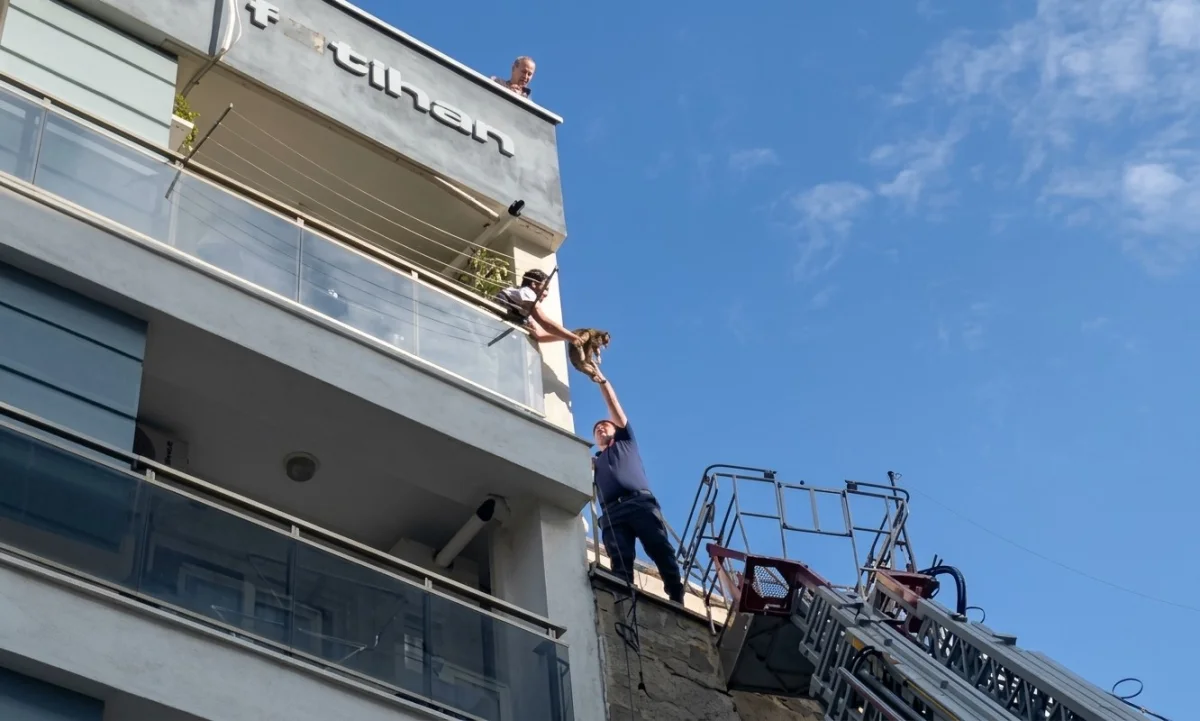 Aydın'da çatıya kaçan kedi itfaiye ekiplerince kurtarıldı 1