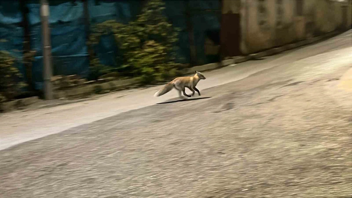Bayburt'ta yemeğini kaptırmak istemeyen kedi tilkiyi sokak boyunca kovaladı 1