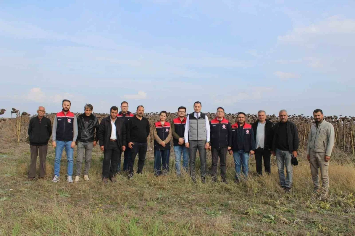 Kars'ın Selim ilçesinde 80 dönümlük tarlada ayçiçeği hasadı 2