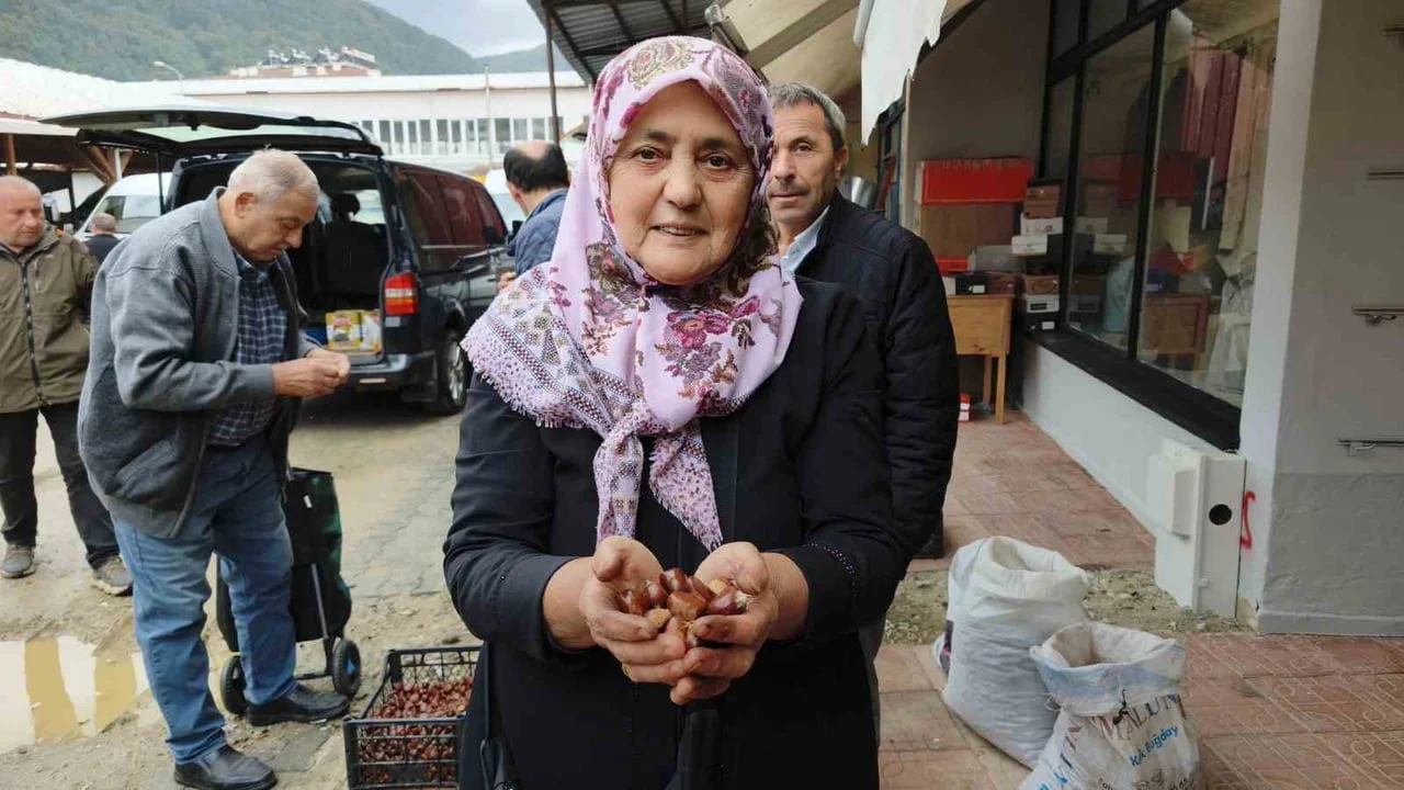 TÜRKİYE’NİN ÖNEMLİ KESTANE ÜRETİM MERKEZLERİNDEN SİNOP’UN ERFELEK İLÇESİNDE KUZU KESTANESİ HASADI...