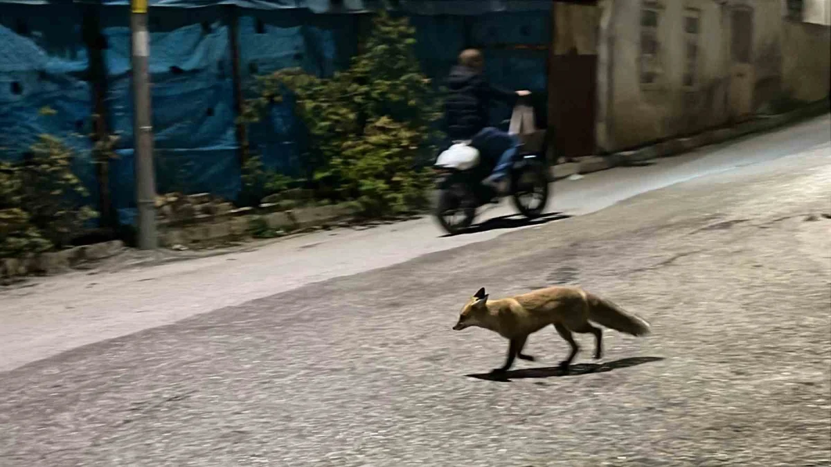 Bayburt'ta yemeğini kaptırmak istemeyen kedi tilkiyi sokak boyunca kovaladı 5