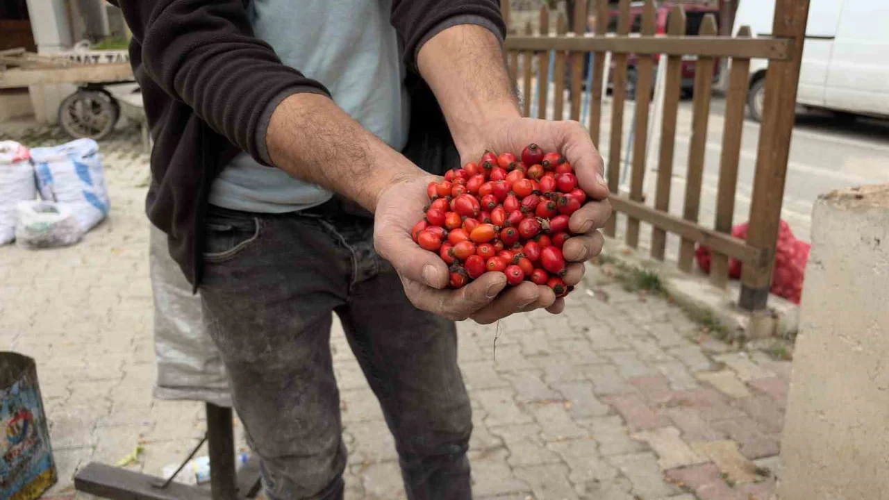 TOKAT’TA BU YIL KUŞBURNUNUN BOL OLMASIYLA GEÇEN YIL 100 TL’DEN SATILAN KİLOGRAM FİYATI 50 TL’YE...