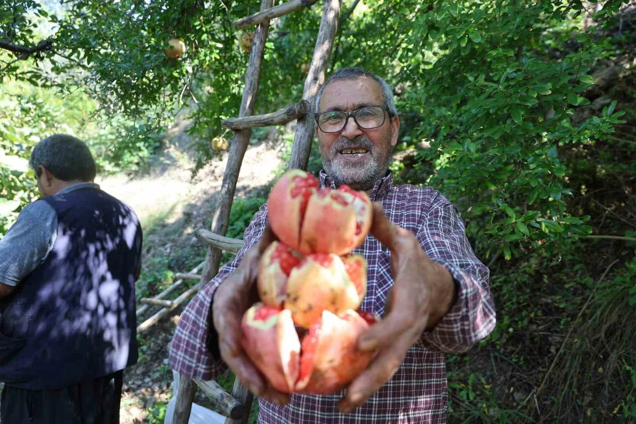 10 DÖNÜMLÜK BAHÇESİNDE HASAT YAPAN ÜRETİCİ VEYSEL DEMİR, KUYTUCAK NARININ BÖLGENİN EN LEZZETLİ...