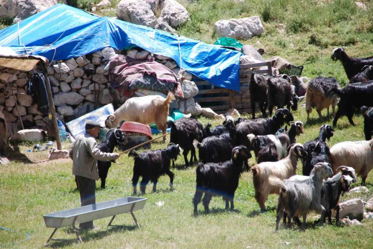 Toroslar'da yayla sezonu kapandı: Yörüklerin sahile zorlu dönüş göçü başladı 3
