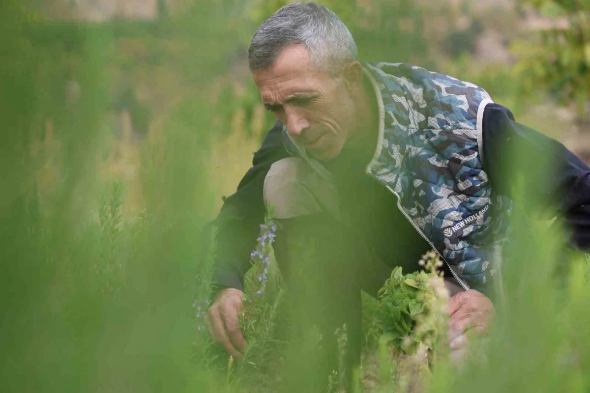 Elazığlı öğretmen kiraladığı dağlık araziyi aromatik bitki bahçesine çevirdi 2