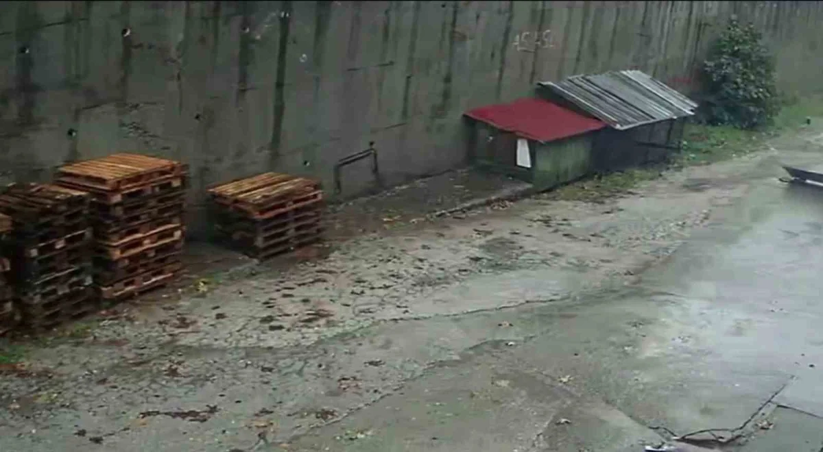 Zonguldak'ta istinat duvarının çökme anı kamerada: Köpekler telef oldu, araçlar enkaz altında kaldı 3