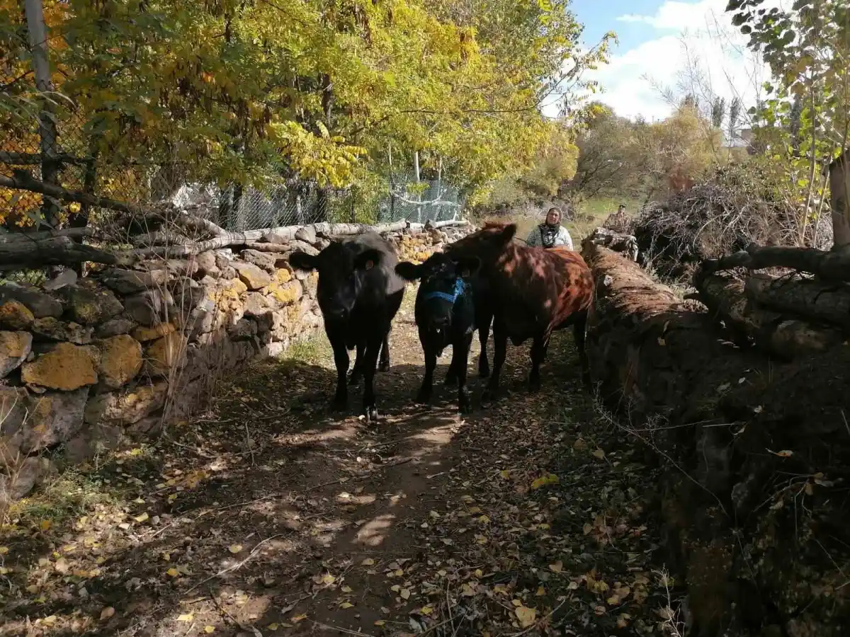 Erzurum'un Hınıs ilçesinde 'Kırsalda Bereket' projesiyle ilk buzağılar doğdu 4