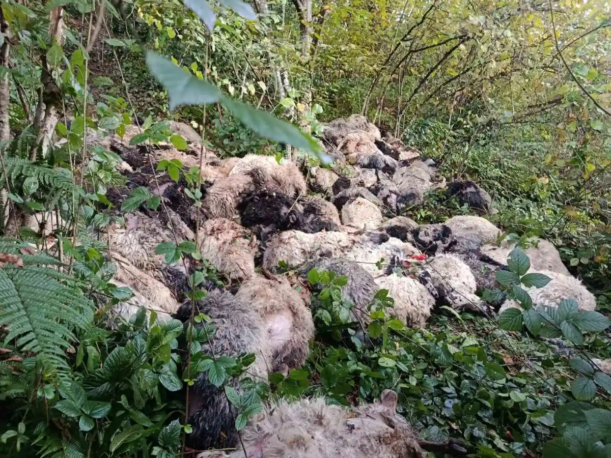 Trabzon'da yabani hayvandan ürken 184 koyun uçuruma yuvarlandı 1