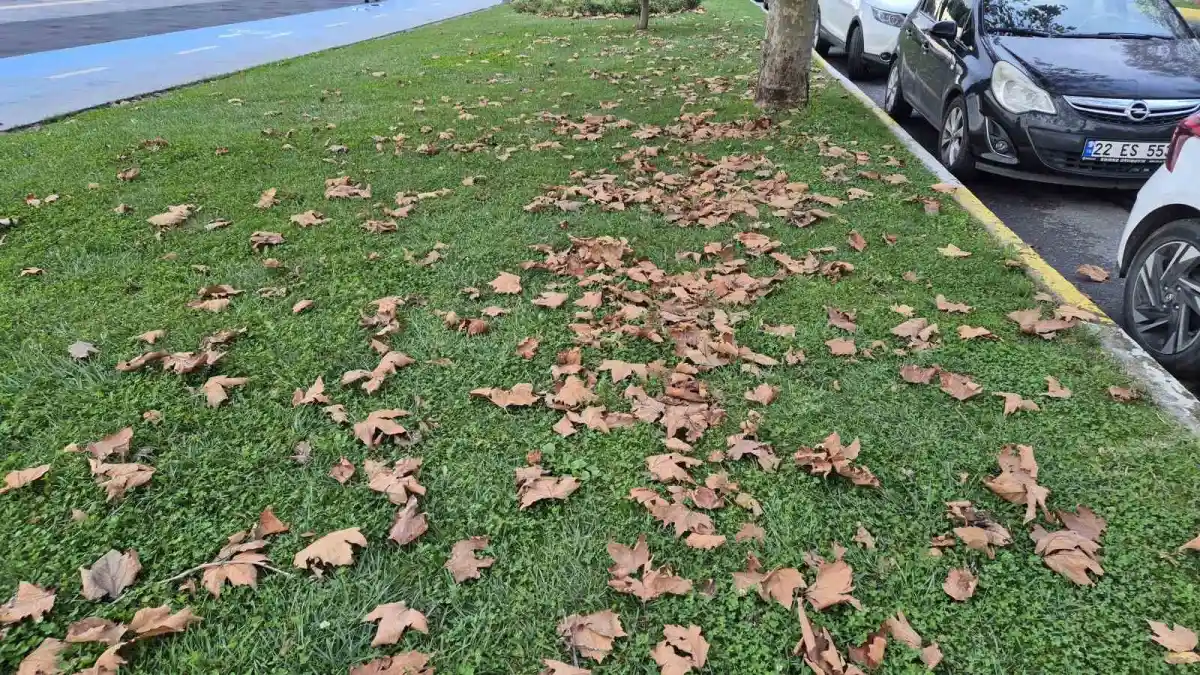 Tekirdağ'da dökülen yapraklar sonbaharın renklerini yansıttı 3