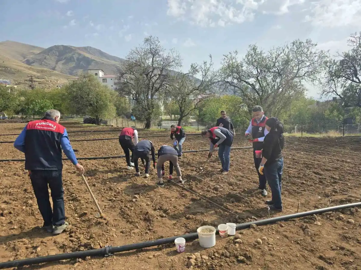 Tunceli'de 70 yaşındaki üreticinin sarımsak tarlasına tarım ekipleri el attı 1