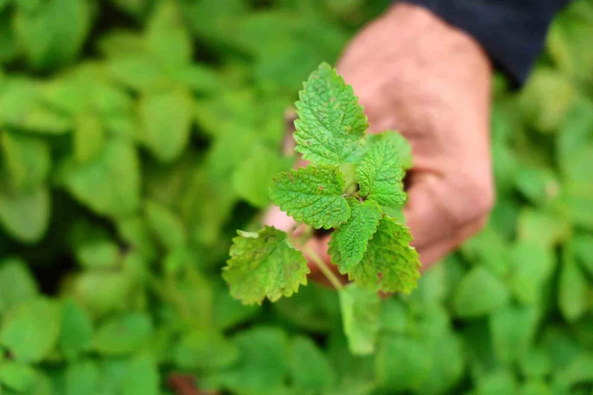 Elazığlı öğretmen kiraladığı dağlık araziyi aromatik bitki bahçesine çevirdi 3