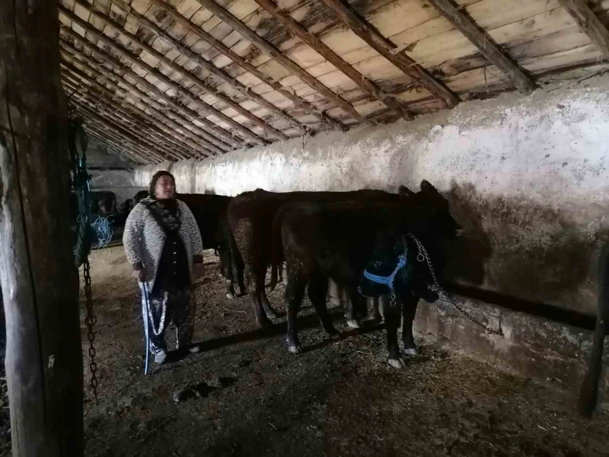 Erzurum'un Hınıs ilçesinde 'Kırsalda Bereket' projesiyle ilk buzağılar doğdu 5