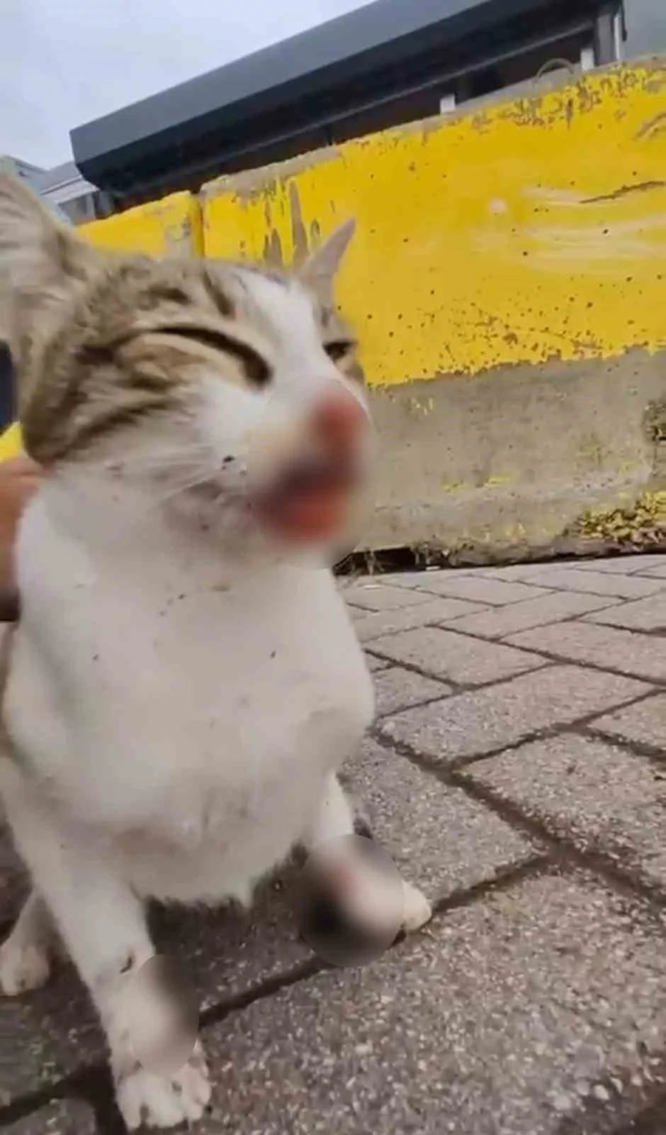 Körfez sahilinde ağzına ve bacağına olta iğnesi saplanan kedi kurtarıldı 1
