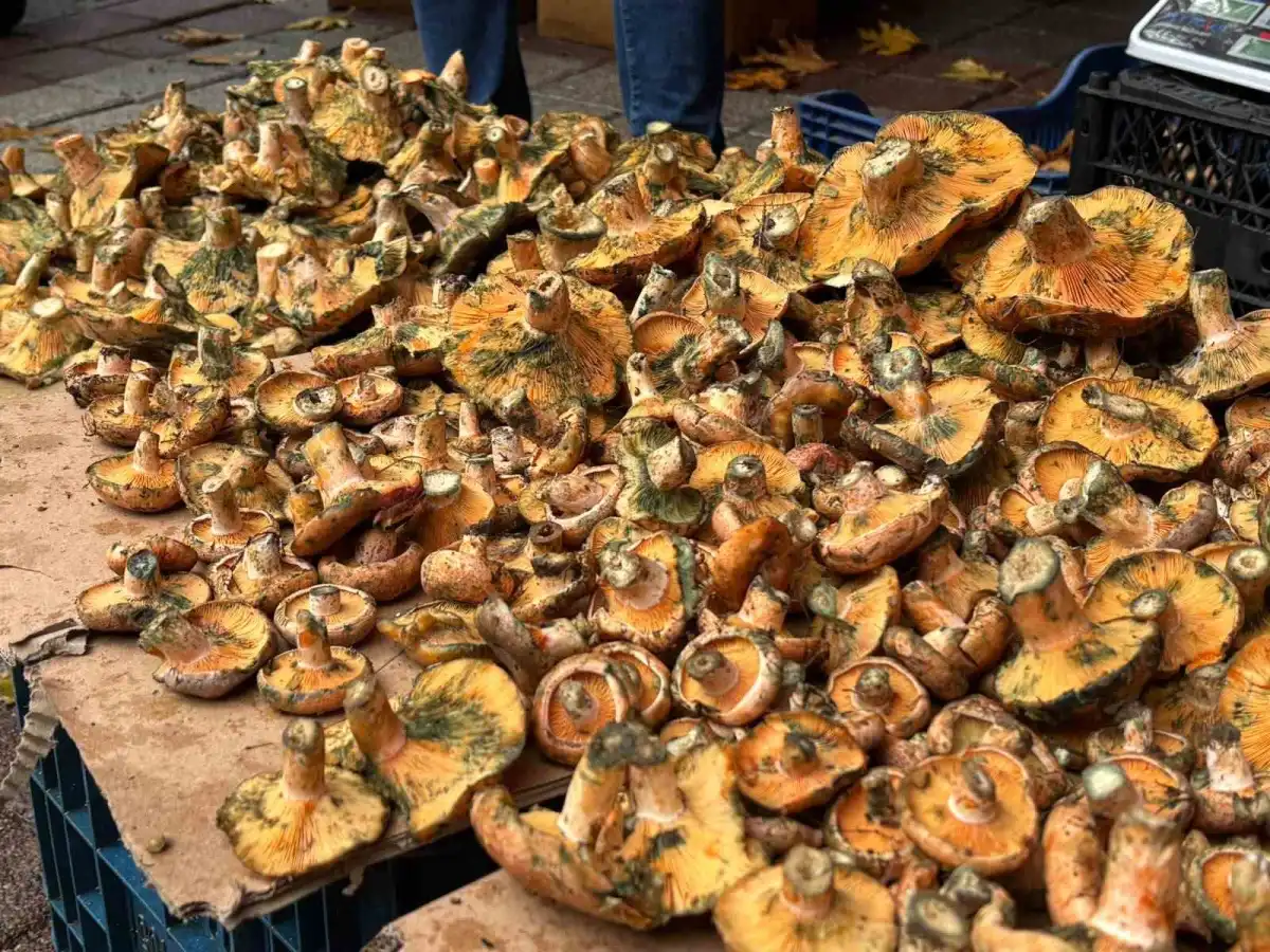 Tavşanlı'da sonbahar yağmurlarıyla melki mantarı mesaisi başladı 2