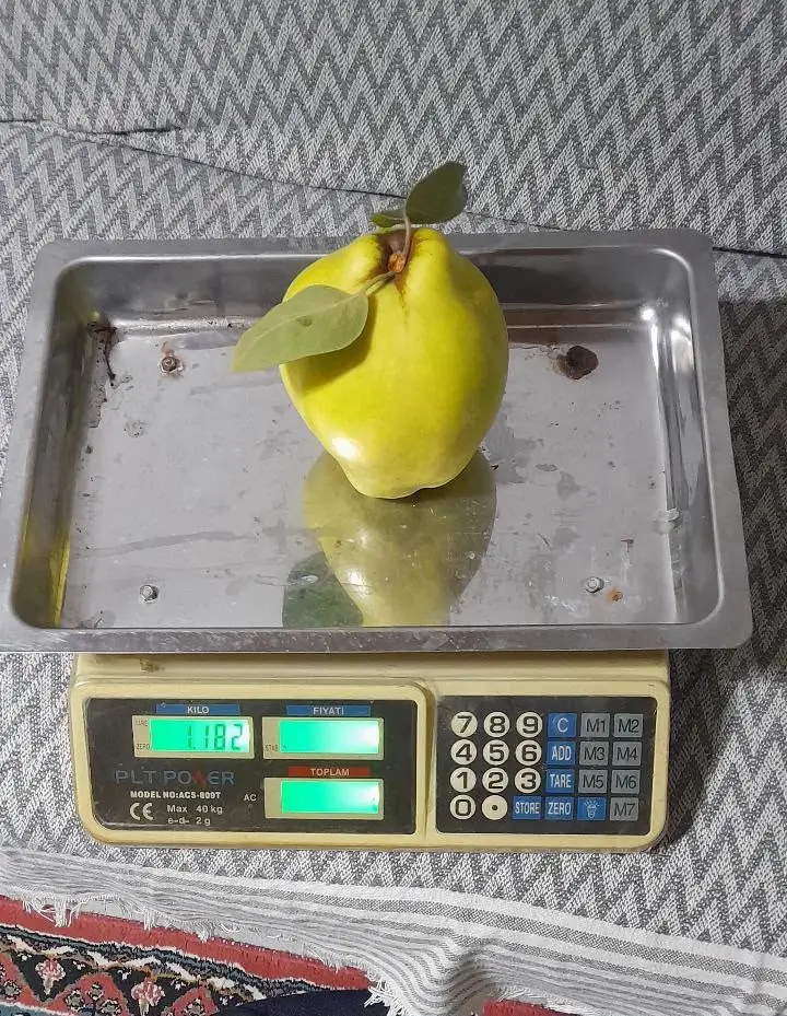 Sakarya'da hasat edilen dev ayvalar tartıyı zorladı: İkisi yaklaşık 2 kilo geldi 1