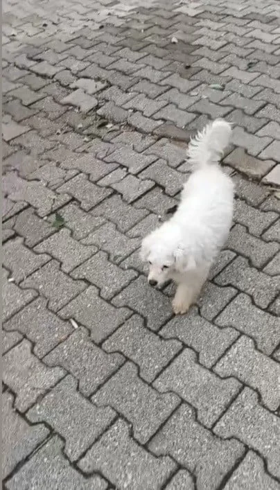 OSMANİYE'NİN KADİRLİ İLÇESİNDE MOTOSİKLETLİ KİŞİLERCE EVİN BAHÇESİNDEN ÇALINAN KÖPEK BULUNUP...