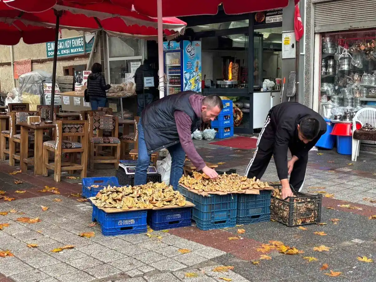 Tavşanlı'da sonbahar yağmurlarıyla melki mantarı mesaisi başladı 4