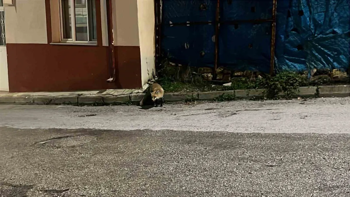 Bayburt'ta yemeğini kaptırmak istemeyen kedi tilkiyi sokak boyunca kovaladı 2