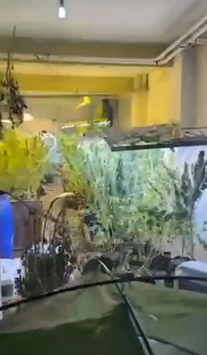 Bursa'da kasap dükkanının bodrum katından uyuşturucu serası çıktı 4