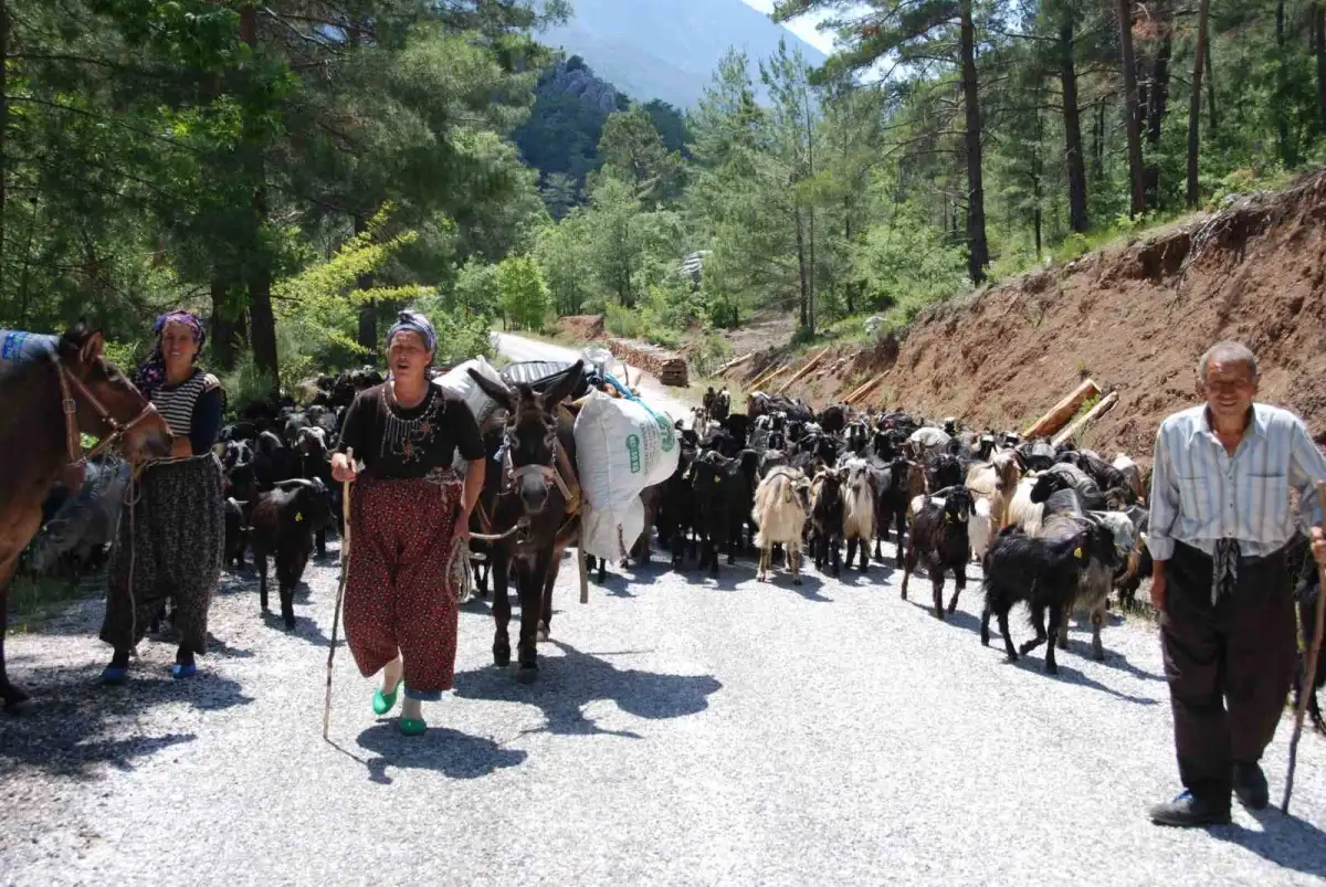 Toroslar'da yayla sezonu kapandı: Yörüklerin sahile zorlu dönüş göçü başladı 2