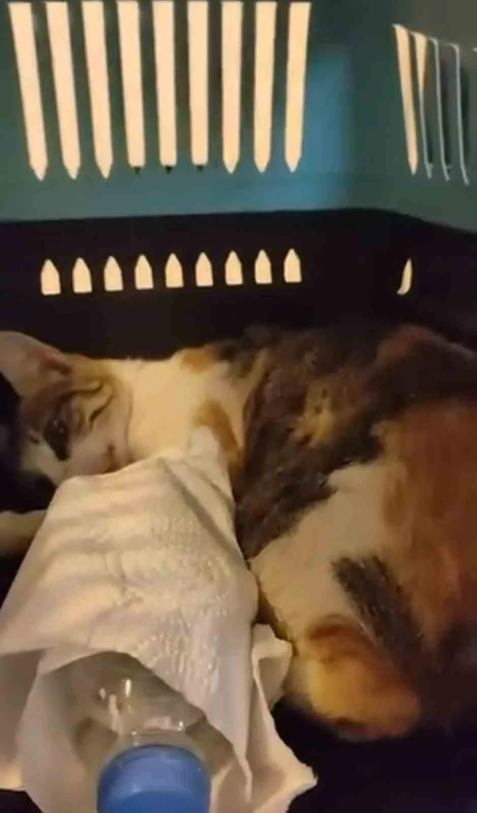 Körfez sahilinde ağzına ve bacağına olta iğnesi saplanan kedi kurtarıldı 3