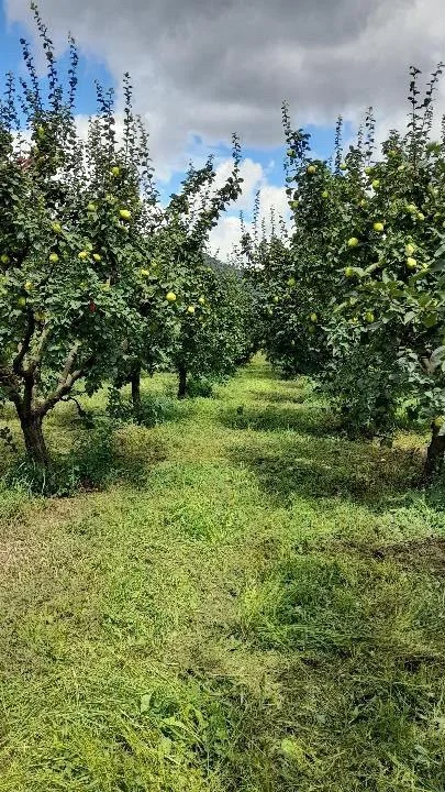 Sakarya'da hasat edilen dev ayvalar tartıyı zorladı: İkisi yaklaşık 2 kilo geldi 4