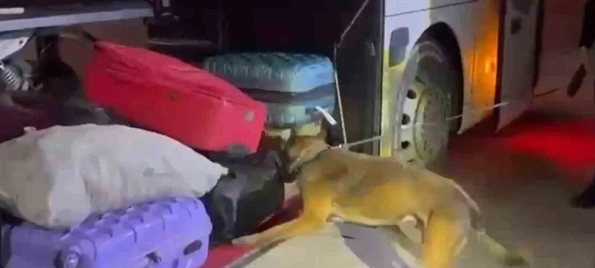 Şanlıurfa'da yolcu otobüsünde 16 kilo 400 gram skunk ele geçirildi 4
