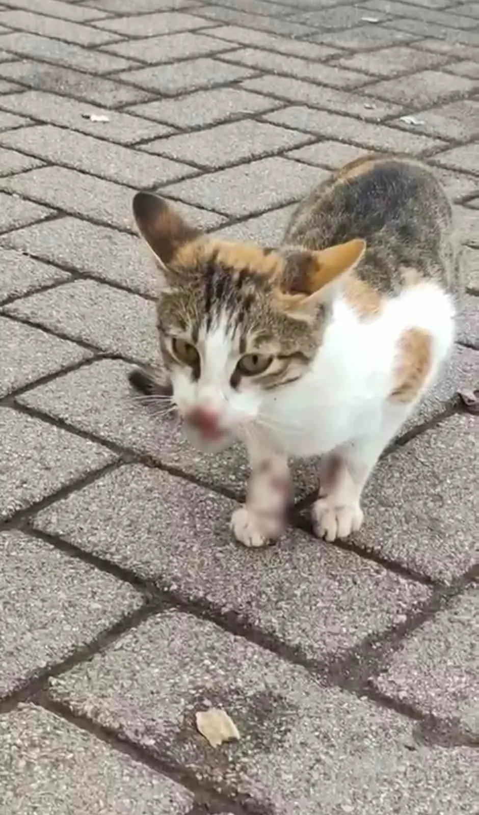 Körfez sahilinde ağzına ve bacağına olta iğnesi saplanan kedi kurtarıldı 5