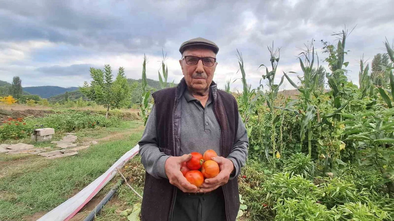 MANİSA’NIN SARIGÖL İLÇESİNDE YAŞAYAN ÇİFTÇİ İBRAHİM İÇEN, DEDELERİNDEN KALAN ATA TOHUMU...