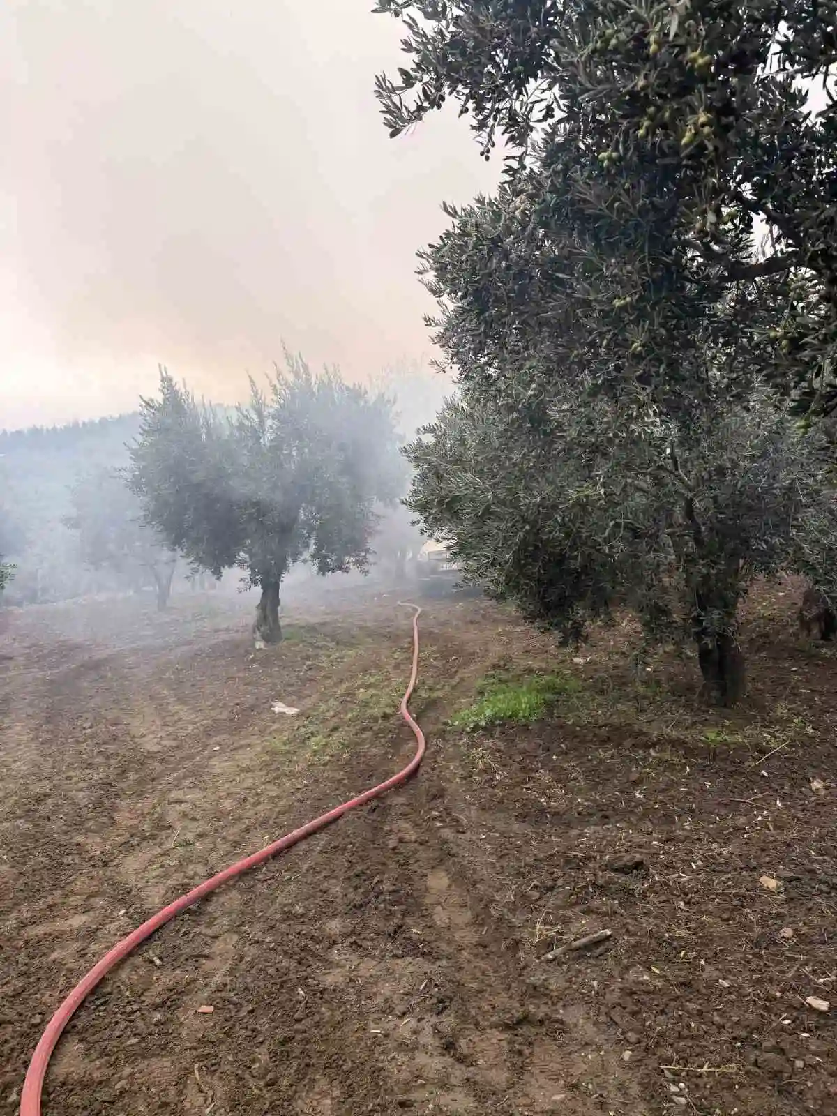 Erdek'te zeytin ağaçlarının arasındaki müstakil evde yangın 1