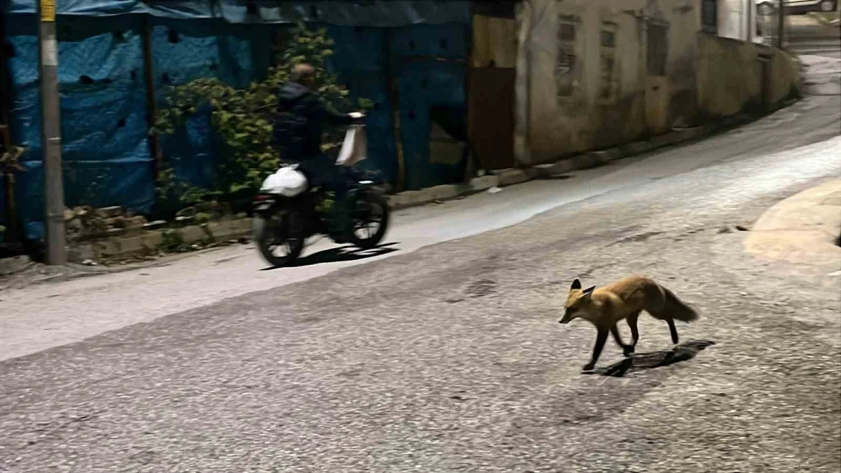 Bayburt'ta yemeğini kaptırmak istemeyen kedi tilkiyi sokak boyunca kovaladı 4
