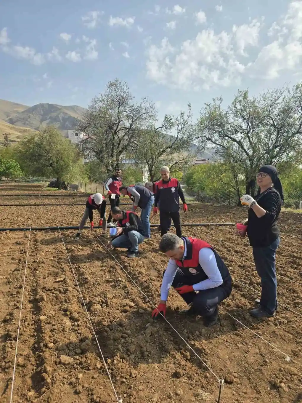 Tunceli'de 70 yaşındaki üreticinin sarımsak tarlasına tarım ekipleri el attı 3