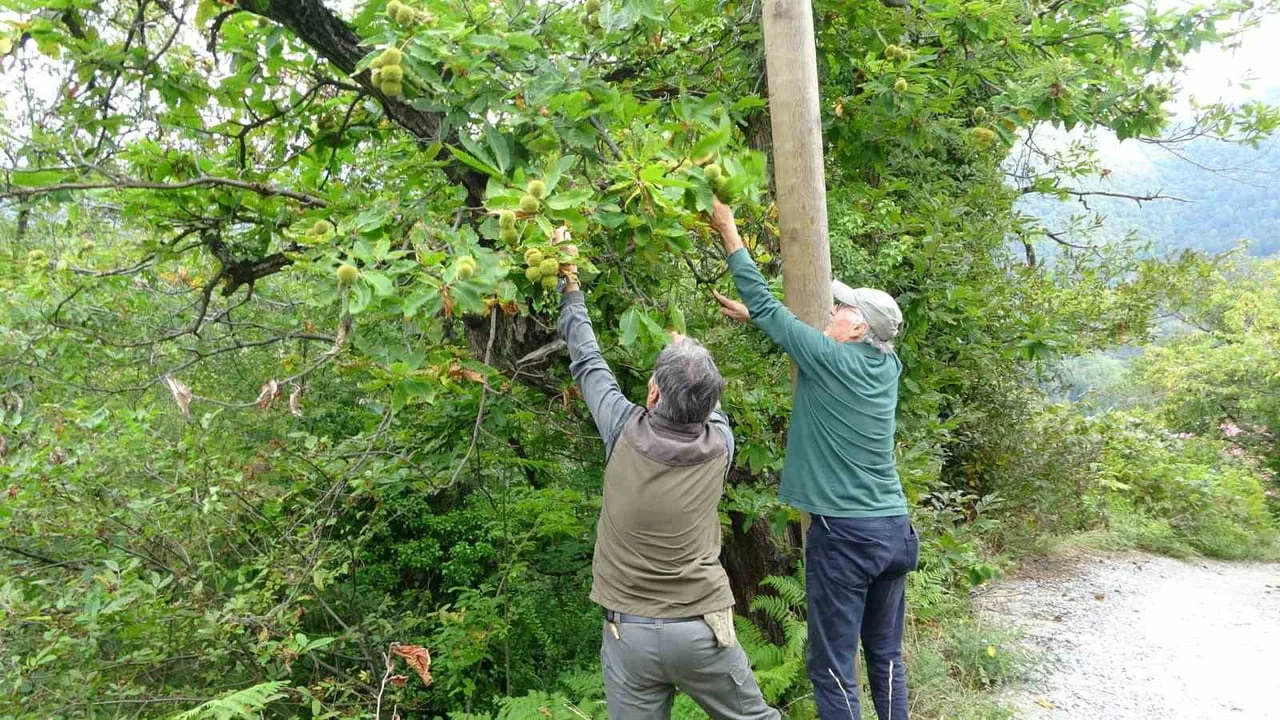 TÜRKİYE’NİN ÖNEMLİ KESTANE ÜRETİM MERKEZLERİNDEN KASTAMONU’DA DOĞANYURT İLÇESİNDE KUZU KESTANESİ...