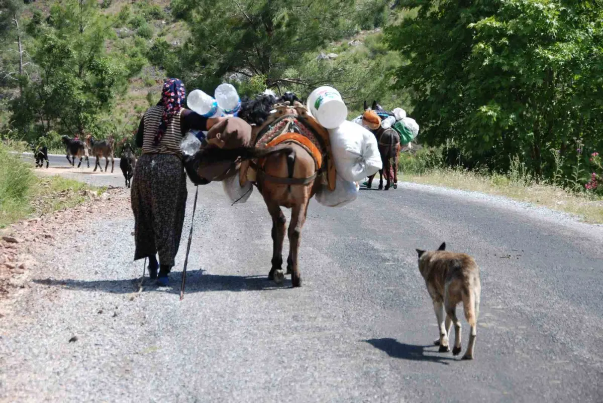 Toroslar'da yayla sezonu kapandı: Yörüklerin sahile zorlu dönüş göçü başladı 1