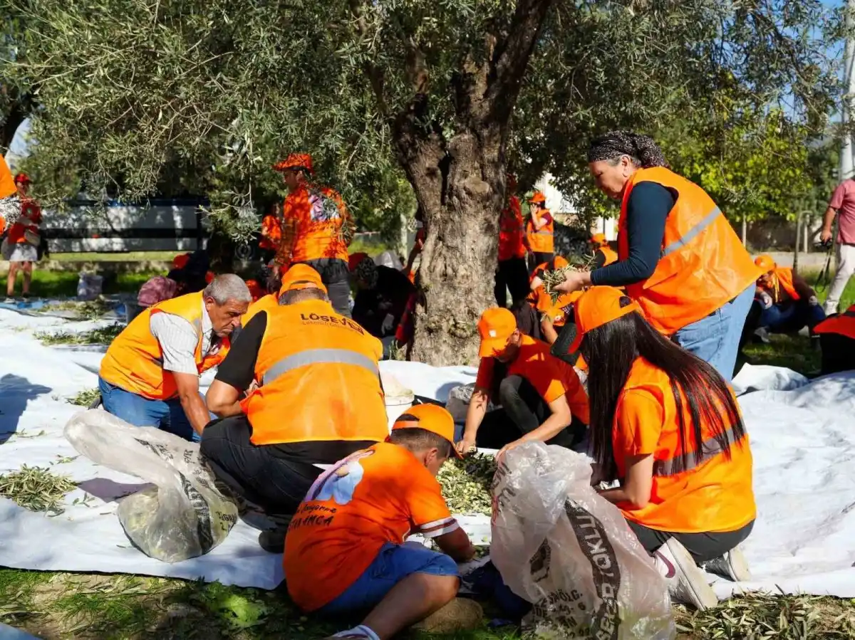 Tarsus'ta zeytin dalları lösemili çocuklara umut olmak için toplandı 2
