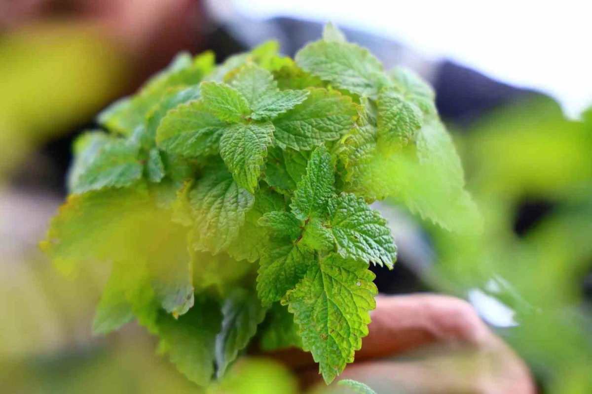Elazığlı öğretmen kiraladığı dağlık araziyi aromatik bitki bahçesine çevirdi 4