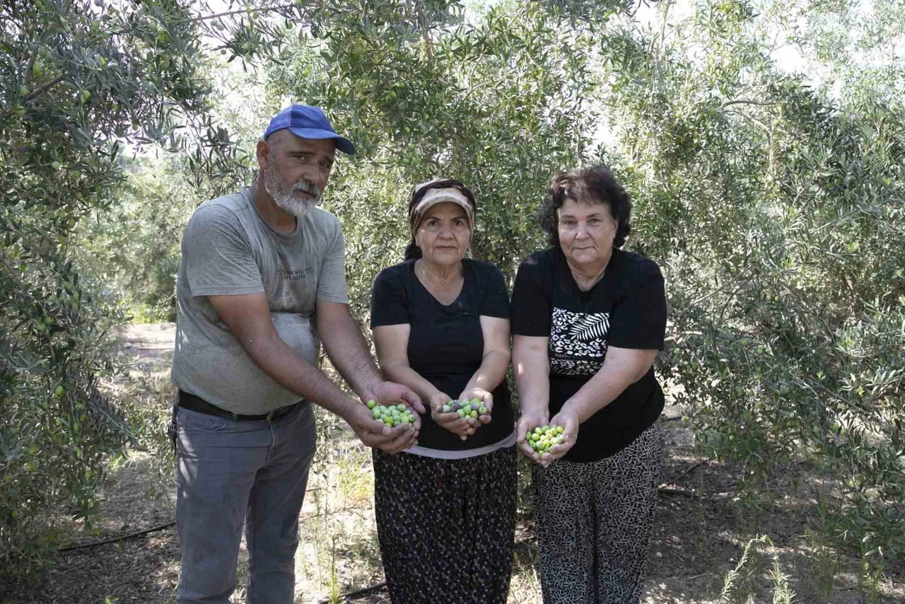 MERSİN BÜYÜKŞEHİR BELEDİYESİ TARAFINDAN ÜRETİCİLERE DAĞITILAN ZEYTİN FİDANLARI ÜRÜN VERMEYE...