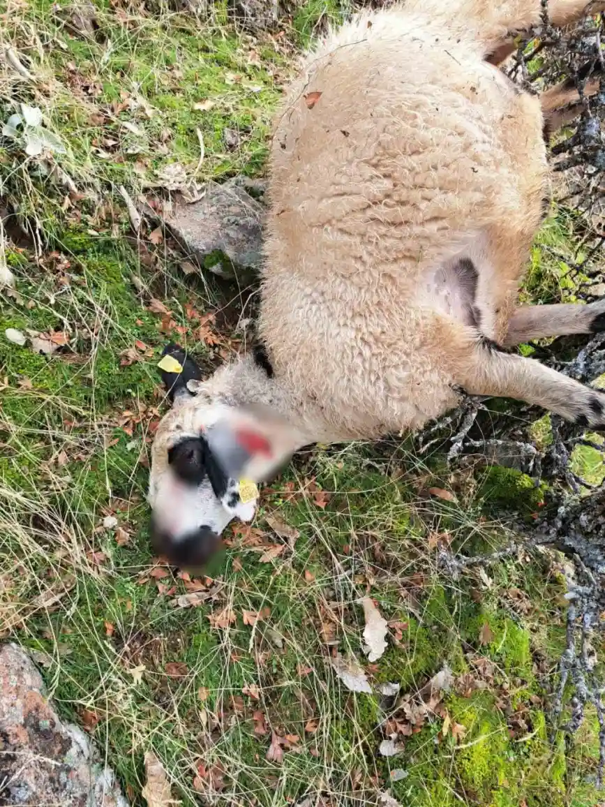 Tunceli'de kurt saldırısı: 14 koyun telef oldu 1