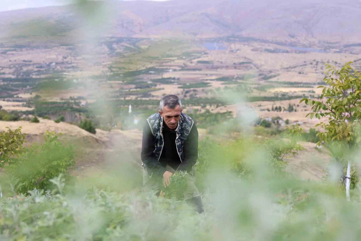 Elazığlı öğretmen kiraladığı dağlık araziyi aromatik bitki bahçesine çevirdi 5