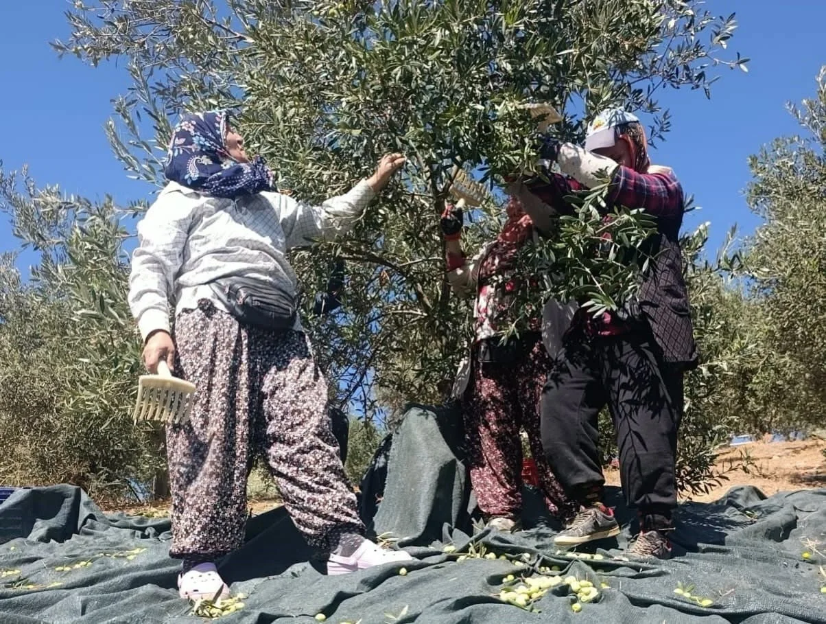 MANİSA’NIN AKHİSAR İLÇESİNDE ZEYTİN HASAT SEZONU BAŞLADI. COĞRAFİ İŞARET TESCİLLİ DOMAT ÇEŞİDİ...